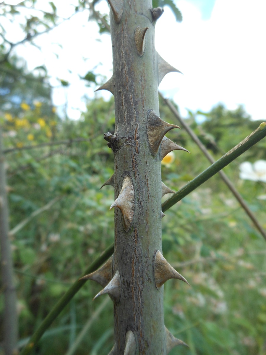 Rosa andegavensis / Rosa andegavense